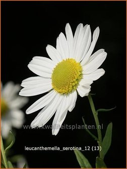 Leucanthemella serotina | Herfstmargriet