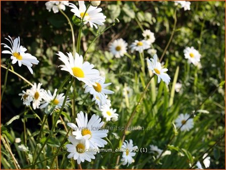 Leucanthemum &#039;Alaska&#039; | Margriet | Grossblumige Margerite