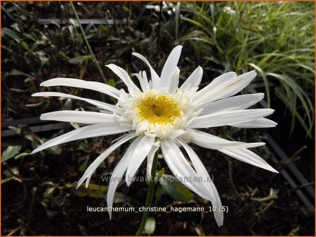 Leucanthemum &#039;Christine Hagemann&#039; | Margriet