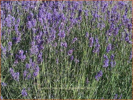 Lavandula intermedia 'Grappenhall' | Lavandin, Lavendel