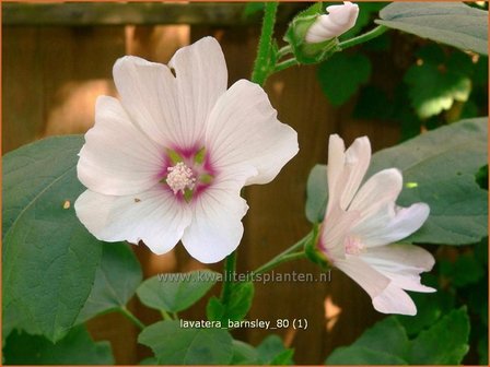 Lavatera &#039;Barnsley&#039; | Malva, Struikmalva