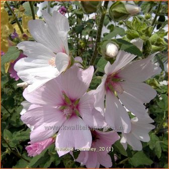 Lavatera &#039;Barnsley&#039; | Malva, Struikmalva