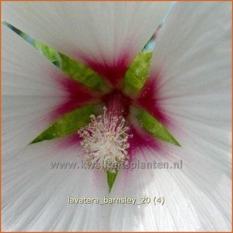 Lavatera &#039;Barnsley&#039; | Malva, Struikmalva