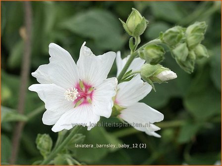 Lavatera &#039;Barnsley Baby&#039; | Malva, Struikmalva