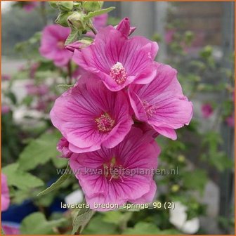 Lavatera &#039;Bredon Springs&#039; | Malva, Struikmalva