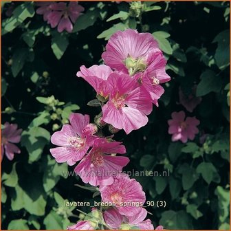 Lavatera &#039;Bredon Springs&#039; | Malva, Struikmalva