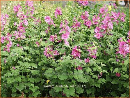 Lavatera 'Burgundy Wine' | Malva, Struikmalva