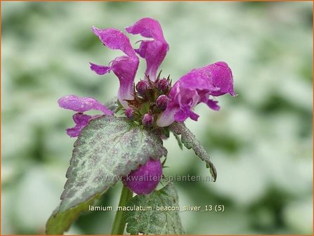 Lamium maculatum &#039;Beacon Silver&#039; | Dovenetel
