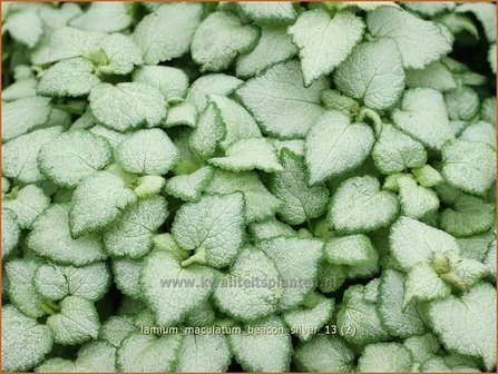 Lamium maculatum &#039;Beacon Silver&#039; | Dovenetel