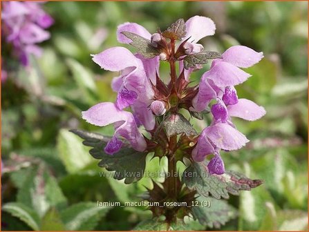 Lamium maculatum &#039;Roseum&#039; | Dovenetel