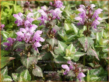 Lamium maculatum &#039;Roseum&#039; | Dovenetel