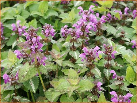 Lamium maculatum &#039;Roseum&#039; | Dovenetel