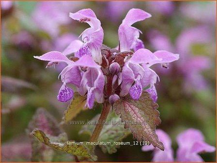 Lamium maculatum &#039;Roseum&#039; | Dovenetel