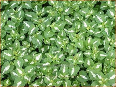 Lamium maculatum &#039;Roseum&#039; | Dovenetel