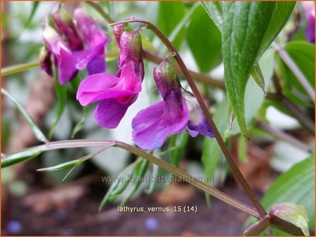 Lathyrus vernus | Voorjaarslathyrus, Vaste siererwt, Pronkerwt, Siererwt | Fr&uuml;hlings-Platterbse | Spring Vetchling