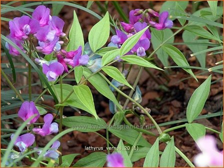 Lathyrus vernus | Vaste siererwt, Voorjaarslathyrus
