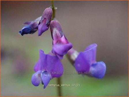 Lathyrus vernus | Vaste siererwt, Voorjaarslathyrus