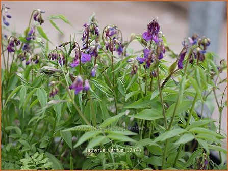 Lathyrus vernus | Vaste siererwt, Voorjaarslathyrus