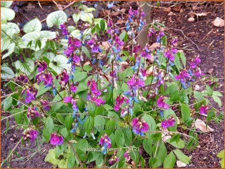Lathyrus vernus | Voorjaarslathyrus, Vaste siererwt, Pronkerwt, Siererwt