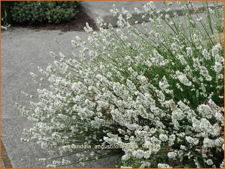 Lavandula angustifolia &#039;Alba&#039; | Lavendel
