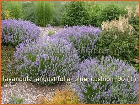 Lavandula angustifolia 'Blue Cushion' | Lavendel