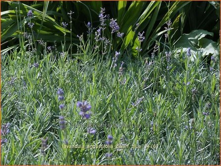 Lavandula angustifolia &#039;Dwarf Blue&#039; | Lavendel