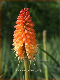 Kniphofia &#039;Alcazar&#039; | Vuurpijl, Fakkellelie