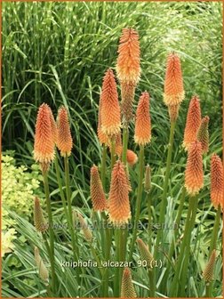 Kniphofia &#039;Alcazar&#039; | Vuurpijl, Fakkellelie