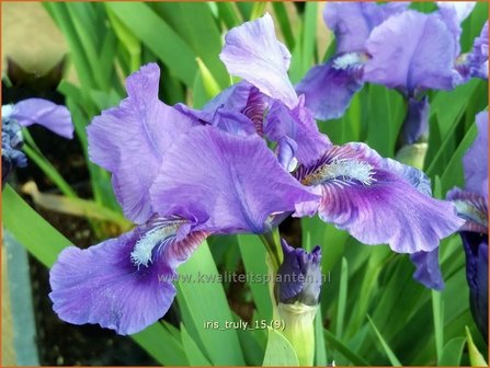 Iris 'Truly' | Zwaardlelie, Iris, Lis