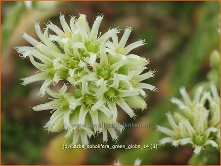 Jovibarba sobolifera &#039;Green Globe&#039; | Klokjeshuislook