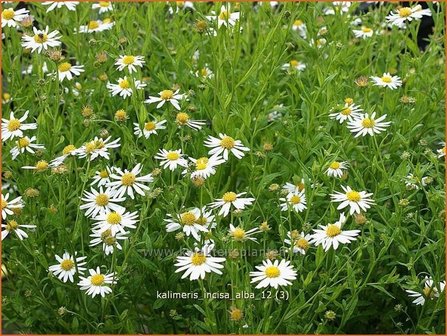 Kalimeris incisa &#039;Alba&#039; | Zomeraster