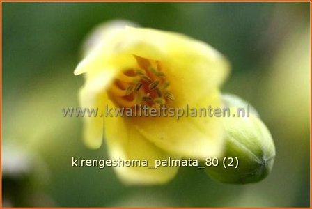 Kirengeshoma palmata | Japanse wasbloem