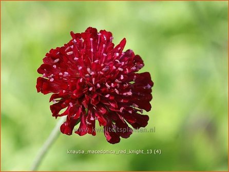 Knautia macedonica 'Red Knight' | Beemdkroon