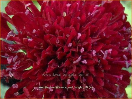 Knautia macedonica &#039;Red Knight&#039; | Beemdkroon