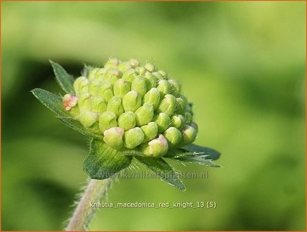 Knautia macedonica &amp;#39;Red Knight&amp;#39;