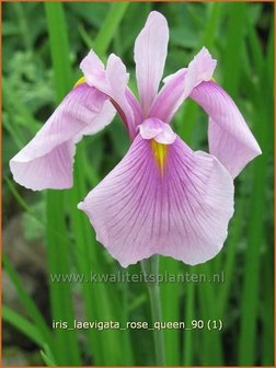 Iris laevigata &#039;Rose Queen&#039; | Iris, Lis