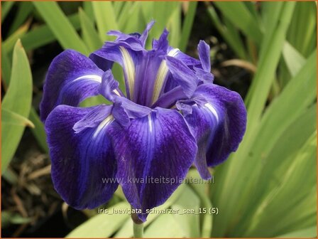 Iris laevigata &#039;Schwarzer See&#039; | Iris, Lis