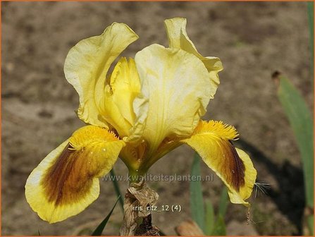 Iris &#039;Ritz&#039; | Iris, Lis