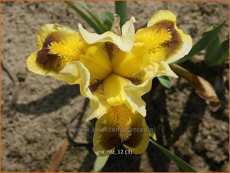 Iris &#039;Ritz&#039; | Iris, Lis