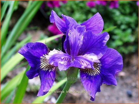 Iris sibirica &#039;Blue King&#039; | Iris, Lis, Siberische iris