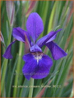 Iris sibirica &#039;Caesar&#039;s Brother&#039; | Iris, Lis, Siberische iris