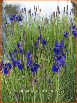 Iris sibirica &#039;Caesar&#039;s Brother&#039; | Iris, Lis, Siberische iris