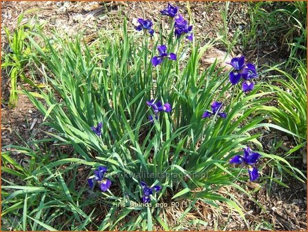 Iris sibirica &#039;Ego&#039; | Iris, Lis, Siberische iris