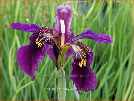 Iris sibirica &#039;Ruby Wine&#039; | Siberische iris, Lis, Iris