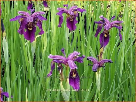 Iris sibirica &#039;Ruby Wine&#039; | Siberische iris, Lis, Iris