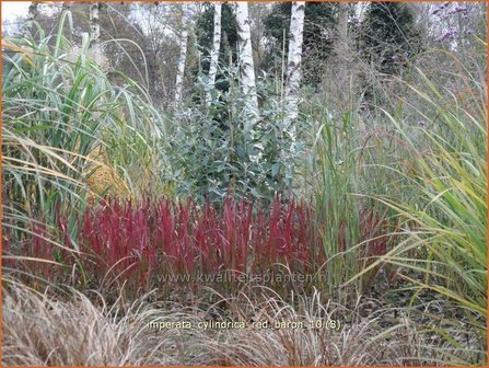 Imperata cylindrica &#039;Red Baron&#039; | Japans bloedgras