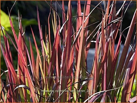 Imperata cylindrica &#039;Red Baron&#039; | Japans bloedgras