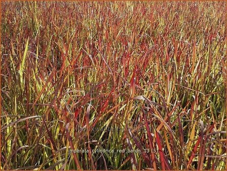 Imperata cylindrica &#039;Red Baron&#039; | Japans bloedgras