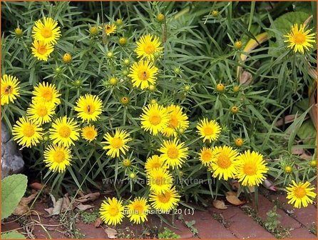 Inula ensifolia | AlantInula ensifolia | Alant