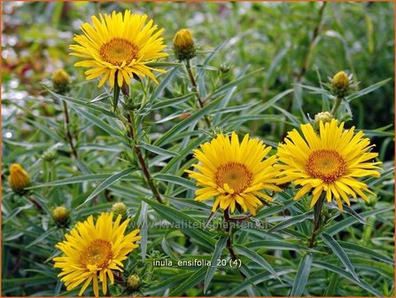 Inula ensifolia | Alant